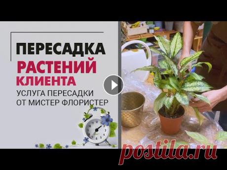 ПЕРЕСАДКА растений клиента в мастерской: замиокулькас, хамедорея, сциндапсус, спатифиллум, крассула Бывают обстоятельства в жизни, когда не до растений.. Поэтому иногда ко мне попадают страдальцы на пересадку - растения, которым по каким-то причинам ...