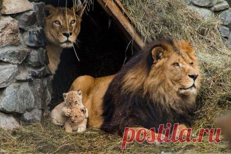 Счаcтливое семейство львов в новосибирском зоопарке, Россия.