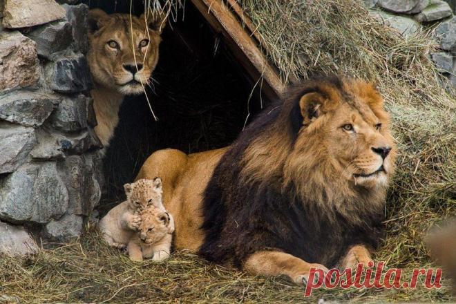 Счаcтливое семейство львов в новосибирском зоопарке, Россия.