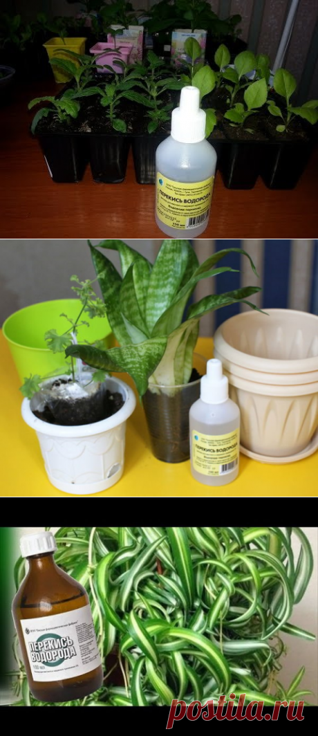 Перекись водорода для комнатных цветов-бальзам в зимнее время. Особенности применения | Все о цветоводстве | Яндекс Дзен