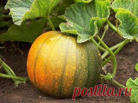 ФОРМИРОВАНИЕ ОГУРЦА, КАБАЧКА И ТЫКВЫ. ПРИЩИПЫВАНИЕ.
Зацвели каштаны, значит, наступила пора высева в открытый грунт теплолюбивых культур, в том числе огурцов, кабачков, тыквы. Все эти культуры формируют надземный стебель в виде лианы, рост и развитие которой не всегда соответствуют количеству формируемого урожая. Заставить культуру увеличить плодоношение помогает такой агротехнический прием, как прищипывание. Оно проводится не на всех сортах и гибридах. На пакете с семенами обязательно имеется