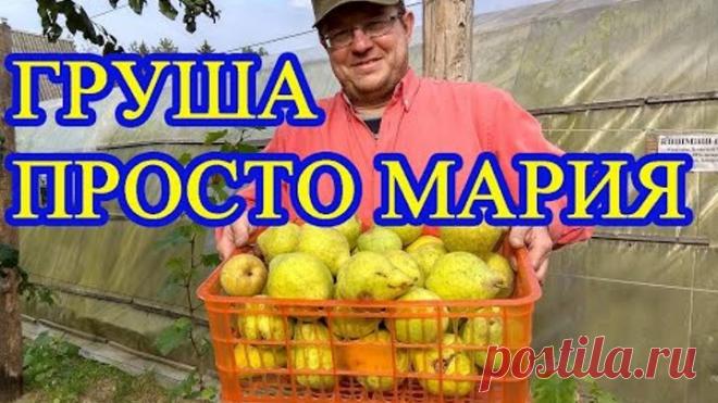 ГРУША ПРОСТО МАРИЯ