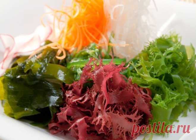 Водоросли: все о пользе морских овощей - Экологическое землетворчество | Экологическое землетворчество