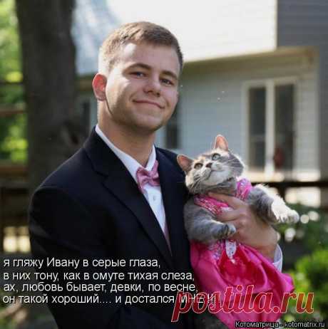 Котоматрица: Круть