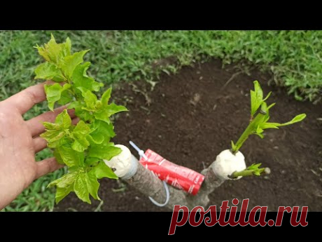 прививка персика и абрикоса на одном корне, летом / peach and apricot together on the same root