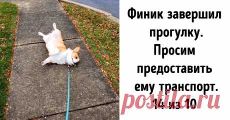 В твиттере есть аккаунт, где оценивают собак нестандартным способом. Мы отобрали 20+ самых милых конкурсантов . Милая Я