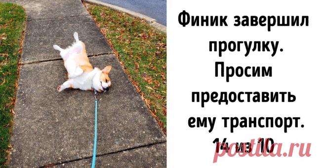 В твиттере есть аккаунт, где оценивают собак нестандартным способом. Мы отобрали 20+ самых милых конкурсантов . Милая Я