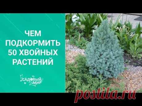 Чем подкормить 50 хвойных растений