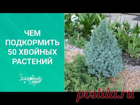 Чем подкормить 50 хвойных растений