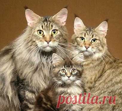 (1) Facebook