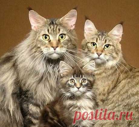 (1) Facebook