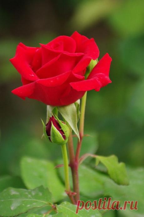 (8) Pinterest