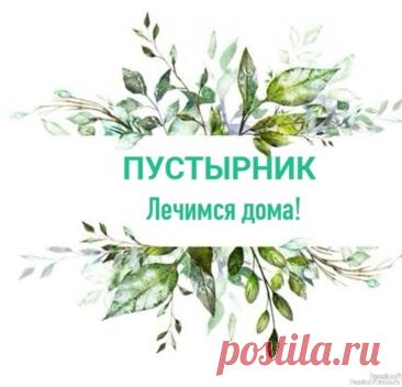 Народная медицина. Пустырник (Сердечник)