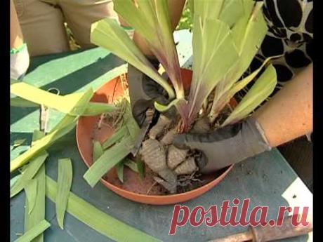 Посадка ирисов и уход за ними. Мой сад, огород. Копилка дачного опыта.