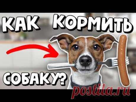 КАК КОРМИТЬ СОБАКУ? | ОСОБЕННОСТИ ПИЩЕВАРИТЕЛЬНОЙ СИСТЕМЫ СОБАК
