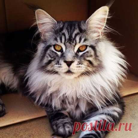 18 котов породы мейн-кун, по сравнению с которыми ваша кошка выглядит крошечной / Питомцы