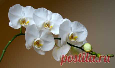 Фаленопсис (Phalaenopsis)