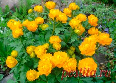 Многолетний садовый цветок Купальница (Trollius). Травянистый корневищный многолетник с прямостоячими слабовитвистыми стеблями высотой 50-100 см. Листья в основном прикорневые пальчато-рассеченные, на длинных черешках. Цветки многочисленные, желтые или оранжевые, шаровидные или плоские. Цветет в мае и во второй половине лета.

Основные виды.
В декоративном садоводстве используются виды: к.азиатская (T.asiaticus) - высотой до 80 см, куст компактный, цветки одиночные.