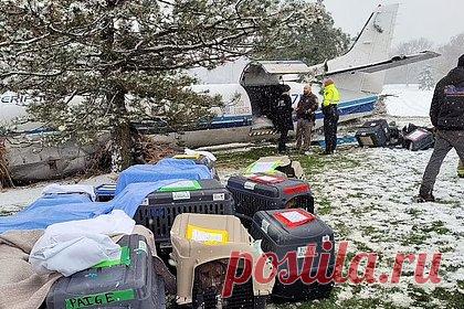 Пилот посадил самолет с отказавшим двигателем в снегопад и прослыл героем. В американском штате Висконсин пилот самолета сумел посадить лайнер с отказавшим двигателем во время сильного снегопада и сохранить жизни трех пассажиров и 53 собак, которые были на борту. У самолета, который перевозил 53 собак-спасателей, незадолго до прибытия в аэропорт назначения отказал один из двигателей.
