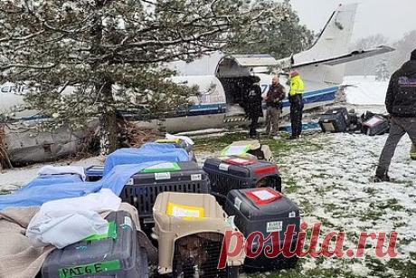 Пилот посадил самолет с отказавшим двигателем в снегопад и прослыл героем. В американском штате Висконсин пилот самолета сумел посадить лайнер с отказавшим двигателем во время сильного снегопада и сохранить жизни трех пассажиров и 53 собак, которые были на борту. У самолета, который перевозил 53 собак-спасателей, незадолго до прибытия в аэропорт назначения отказал один из двигателей.