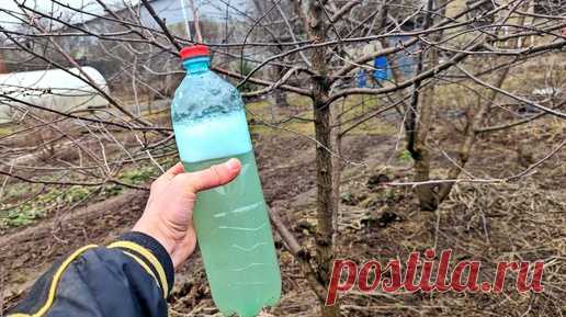 Весной перед набуханием почек у сливы и вишни обработайте этим раствором. Плодов будет очень много. | Сад огород life | Дзен