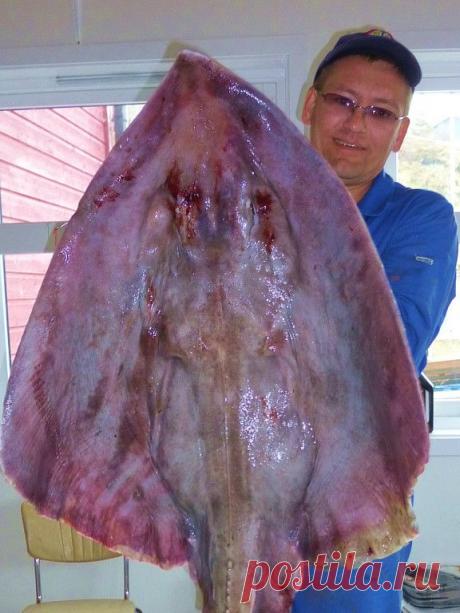 КЛУБ   РЫБАЛКА
Nord Norge