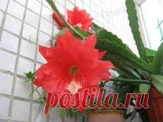 кактусы комнатные - 53 тыс. картинок. Поиск Mail.Ru