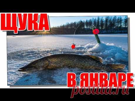 Ловля щуки на жерлицы в январе! #щуканажерлицы​ #зимняярыбалка​ #жерлицы​