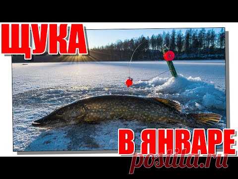 Ловля щуки на жерлицы в январе! #щуканажерлицы​ #зимняярыбалка​ #жерлицы​