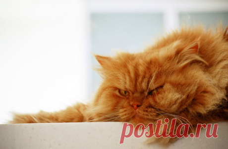 Рыжий перс Garfi