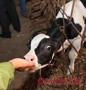 Отличные советы по уходу за домом