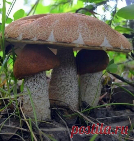 Не часто таких повстречаешь! ... :)))