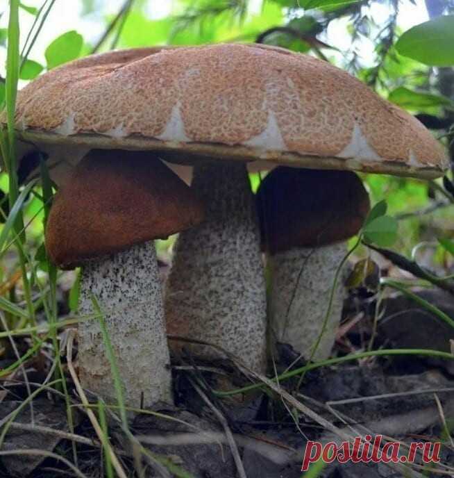 Не часто таких повстречаешь! ... :)))