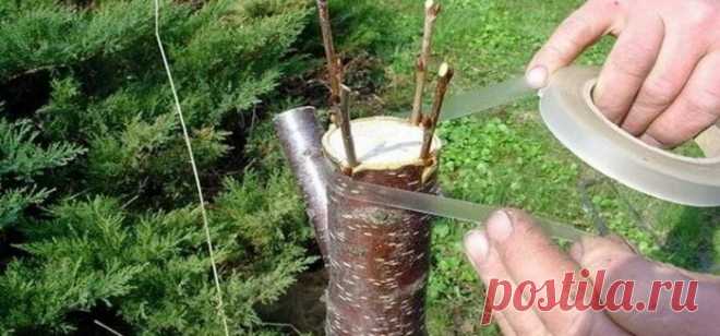 Дедовский способ прививки деревьев для большого урожая — Бабушкины секреты