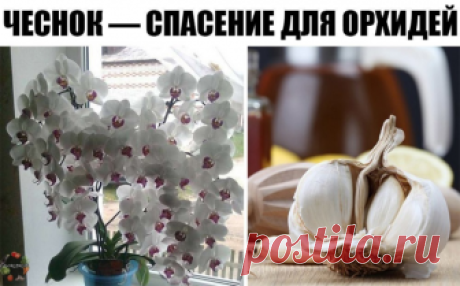 ЧЕСНОК — СПАСЕНИЕ ДЛЯ ОРХИДЕЙ! 
О пользе чеснока для человеческого организма знает даже школьник. Но не все обладатели эпифитных орхидей знают, что это луковичное растение может весьма положительно влиять на рост их зеленых питомцев. В частности, чеснок помогает стимулировать пышное цветение фаленопсиса 
 
Чтобы добиться подобного эффекта, наша редакция советует любимым читателям приготовить особую смесь из чесночного мякиша, воды и янтарной кислоты. 
 
Последний ингредиен...