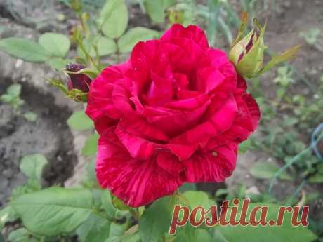 розы