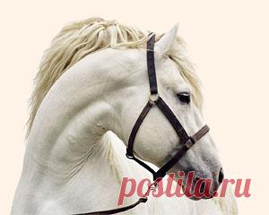 Тот, кто хочет причинить вред другому, должен всегда помнить о том, о чем забыл глупый и завистливый баран из этой басни в стихах.