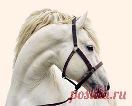 Тот, кто хочет причинить вред другому, должен всегда помнить о том, о чем забыл глупый и завистливый баран из этой басни в стихах.