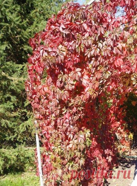 Девичий виноград осенью - фото, уход и посадка. | Klumba-plus.ru | Яндекс Дзен