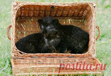 Все кошки своенравны, игривы и обожают коробки! размер тут не имеет значения! Немного про кошек и коробки :) Все кошки любят коробки Никто не знает почему, но тем не менее... Как только кошка видит коробку, в нее обязательно надо залезть :) И размер коробки не имеет значения :)