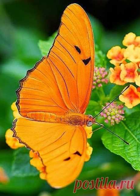 (523) Pinterest