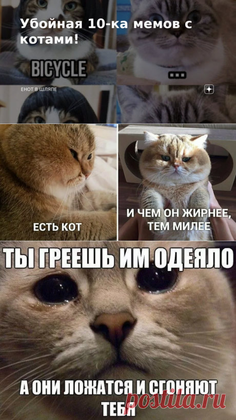 Убойная 10-ка мемов с котами! | Енот в шляпе | Яндекс Дзен