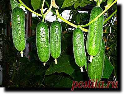 (52) Одноклассники