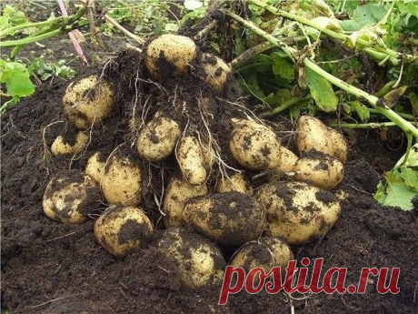 Дачные хитрости. Дача. Сад. Огород.Голландский способ выращивания картофеля.