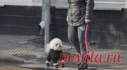 Собаковод Борисенко рассказала о пользе обуви для собак. Руководитель Всероссийского общества ответственных собаководов, руководитель Клуба защиты амстаффов, питбулей и бультерьеров Олеся Борисенко рассказала о пользе обуви для собак. Читать далее
