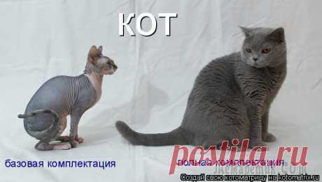 Не только про котов