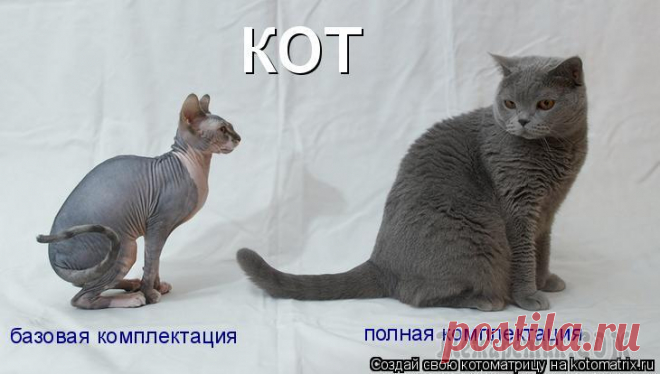 Не только про котов