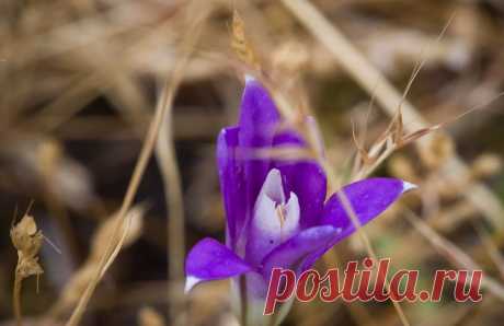 Комнатная бродиэя — роскошные синие акценты в интерьере. Виды. Уход в домашних условиях — Ботаничка.ru