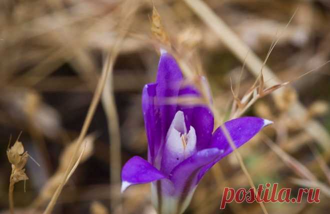 Комнатная бродиэя — роскошные синие акценты в интерьере. Виды. Уход в домашних условиях — Ботаничка.ru