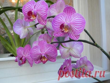 Сколько живут орхидеи (фаленопсис и другие) в домашних условиях и как узнать возраст растения Сколько живут фаленопсисы и другие орхидеи в домашних условиях, как определить их возраст, правильно ухаживать и омолаживать растения. Фото.